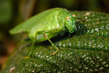 green grasshopper macro photography, European insect on nature  