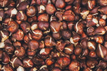 Dutch tulip bulbs for sale - closeup background, texture