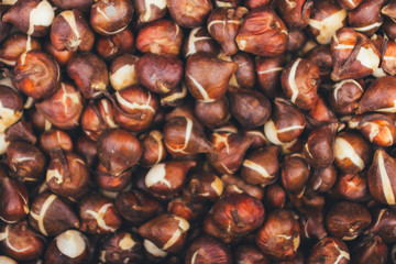 Tulip flower bulbs