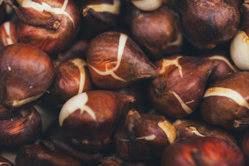 Dutch tulip bulbs for sale - closeup background, texture