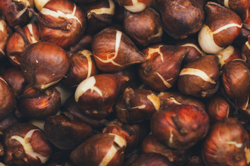 Dutch tulip bulbs for sale - closeup background, texture