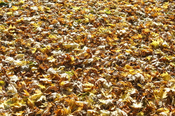 Ahornblätter, Gelb verfärbtes Herbstlaub