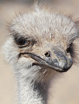 A Close Up Portrait of an Ostrich