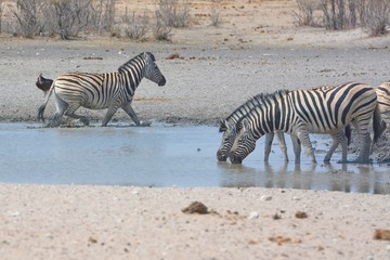 Fototapeta na wymiar Zebras (Equus quagga) am Wasserloch