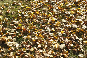 Ahornblätter, Gelb verfärbtes Herbstlaub