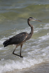 Great Blue Heron Pensacola Florida USA-October 2016-Heron searching for food on a beach along the Gulf Coast