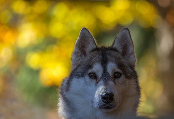 Chien de traîneau