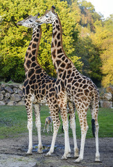Obraz premium Giraffe