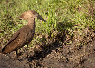 Hamerkop heron facing right walking through muddy terrain in search of food
