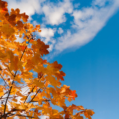 Herbstlich buntes Laub vor blauem Himmel mit weißen Schäfchenwolken, Farbfeuerwerk sonnig-warmer...