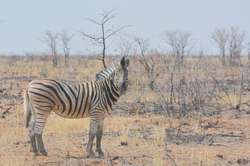 Bergzebra (Equus zebra) im Etosha Nationalpark