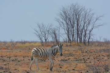 Fototapeta na wymiar Bergzebra (Equus zebra) im Etosha Nationalpark