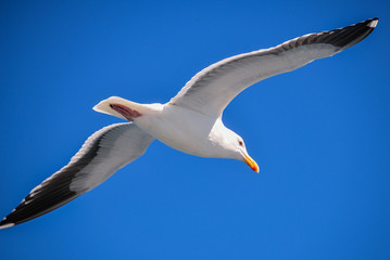 Seagull flying overhead