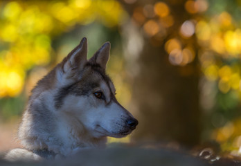 Portrait de chien de traîneau
