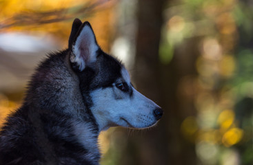 Portrait de chien de traîneau