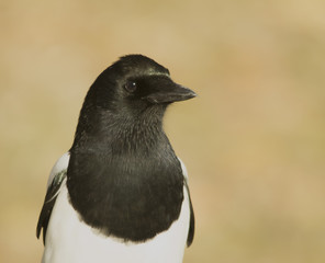 Magpie