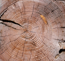 Fototapeta premium Przekrój pnia modrzewia z słojami rocznymi.