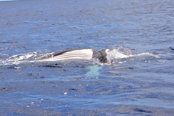 Obraz premium Whale calf which swims on the side, Polynesia