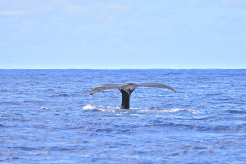 Humpback whale, tail