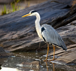 Close up image of an African grey heron standing at the water's edge