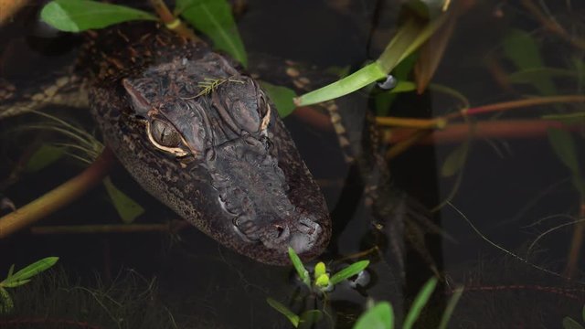 Close-up of baby /  juvenile alligator in Louisiana swamp at Sabine National Wildlife Refuge