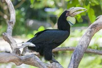 Wreathed hornbill at Bali Birds Park, Indonesia