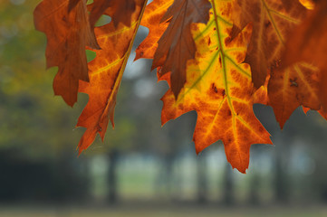 Autumn background with maple leaves