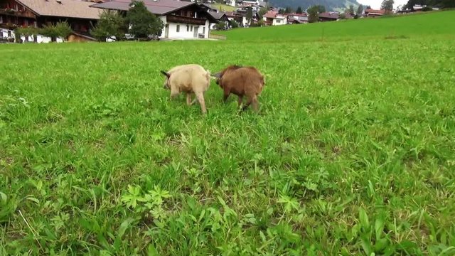 Schweinchen