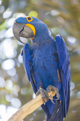 Blue parrot at Bali Birds Park, Indonesia