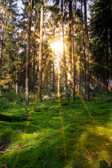 Obraz premium Forest