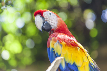 Colorful red-yellow-blue parrot of Bali Birds Park, Indonesia