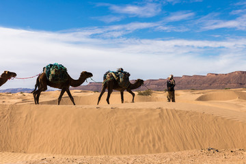 caravan of camels in the desert