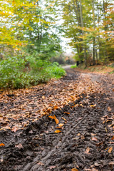 autumn forest road - muddy tyre trail
