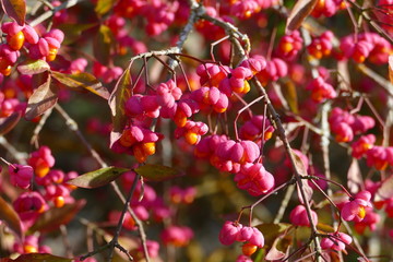 Früchte des Pfaffenhütchen-, Spindelstrauchs aus der Nähe