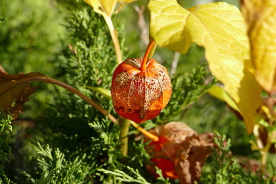 Einzelne Fruchth&uuml;lle der Lampionblume mit erkennbaren Blattrippen