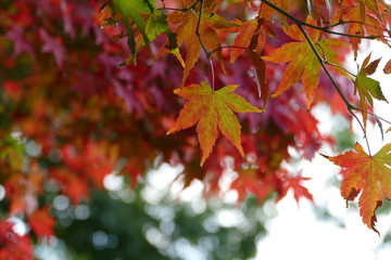 Blätter vom Fächerahorn - acer palmatum -  in Herbstfärbung übergehend