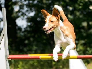 springender podenco © deponte