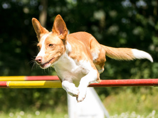 agility podenco