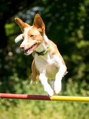 jumping podenco