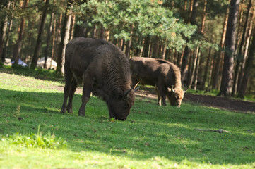 Bison bonasus Poland