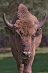 Bison bonasus Poland