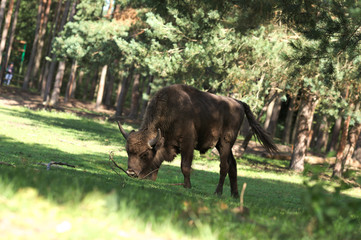 Bison bonasus Poland