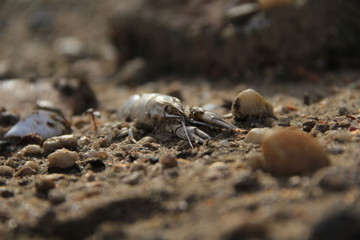 Krebs in ausgetrocknetem Sand