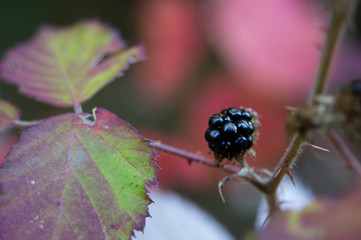 blackberry