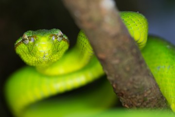 Asian Pit Viper