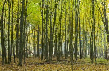 Fototapeta premium Hornbeam trees in fall