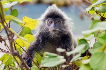Silvered leaf monkey