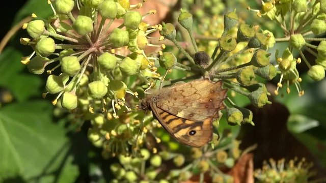 Syrphe sur fleur de lierre.