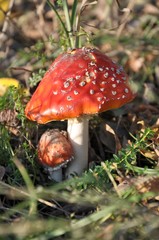 fly agaric in the forest