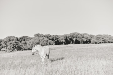 Black and white image of beautiful horse on the meadow at sunrise walking and eating grass, nature background